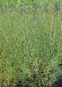 Salix lasiandra